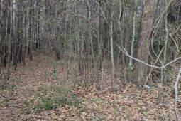 0 N Jefferies Boulevard photo 4