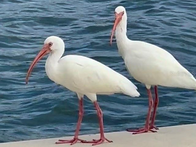 9397 Midnight Pass Road, Unit 901, Sarasota, FL 34242 Photo