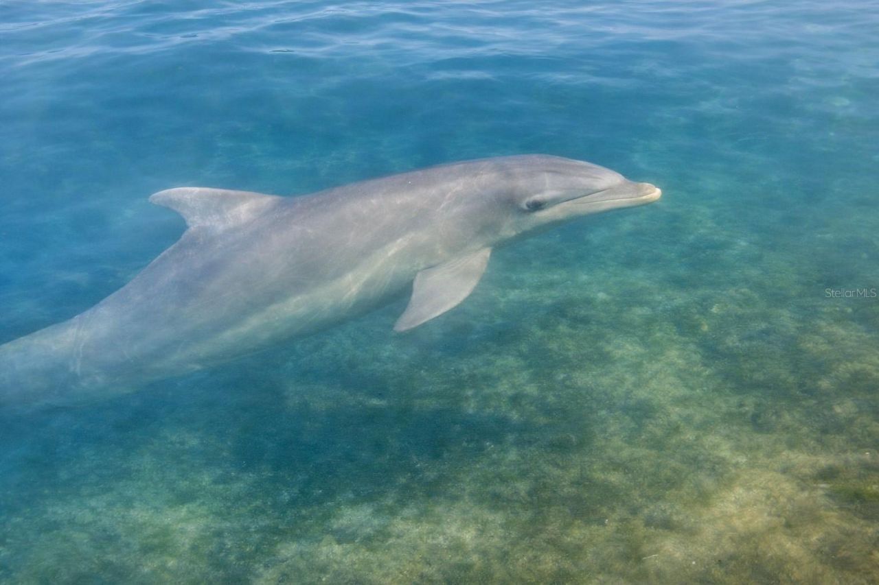 9397 Midnight Pass Road, Unit 901, Sarasota, FL 34242 Photo