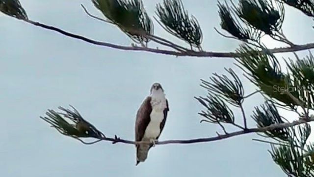 9397 Midnight Pass Road, Unit 901, Sarasota, FL 34242 Photo