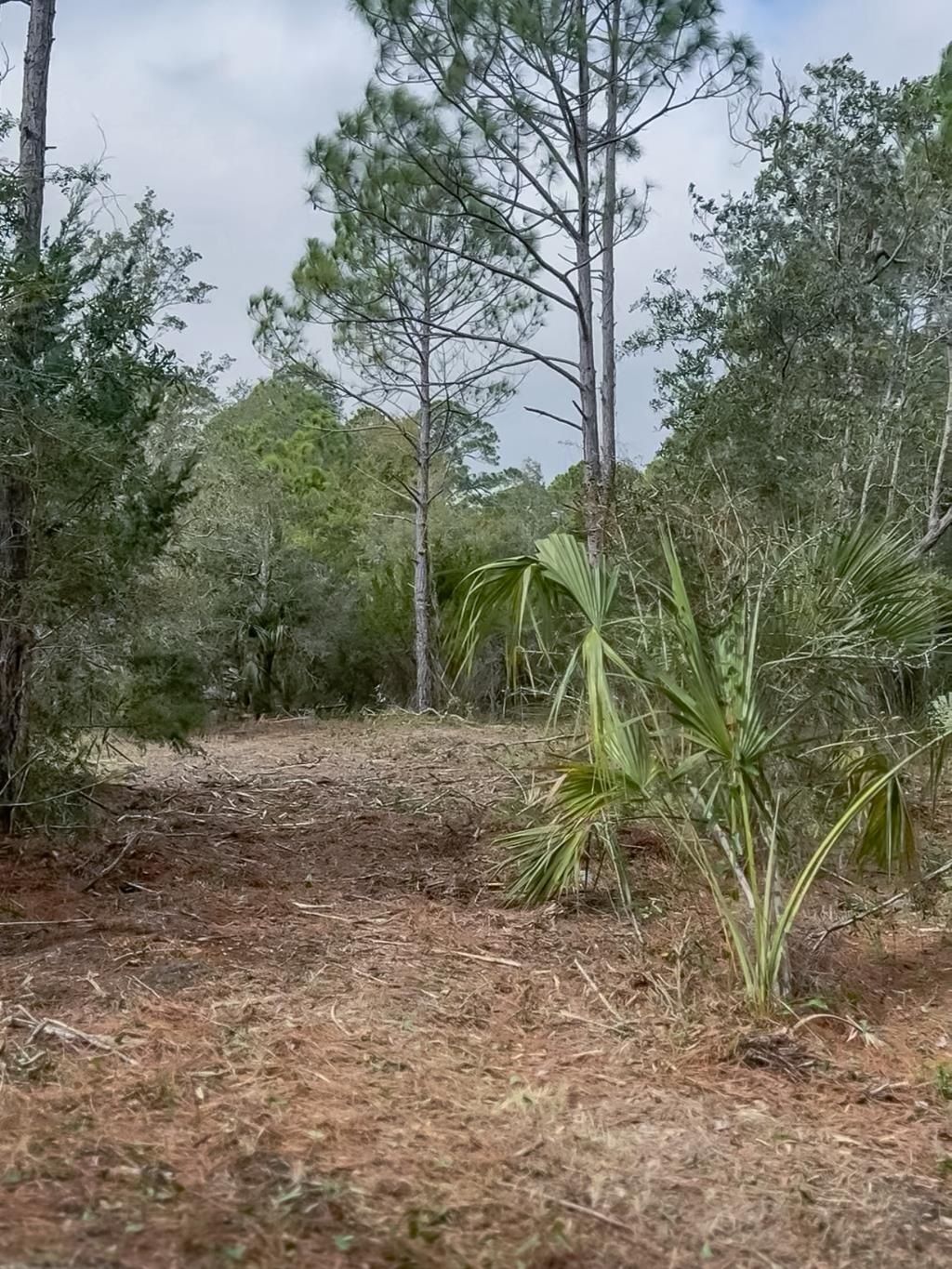 Lot 4 Chattahoochee Street, Panacea, FL 32346 Photo