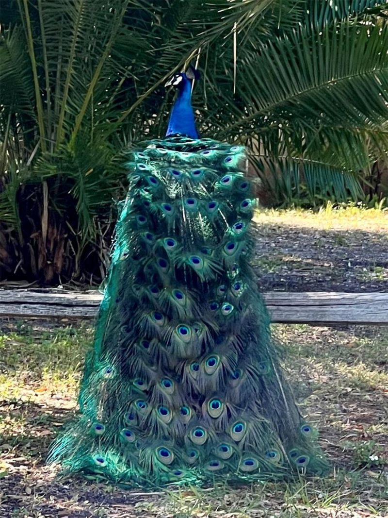 1437 Country Club Rd N Road N, Unit COUNTRY CL, Saint Petersburg, FL 33710 Photo