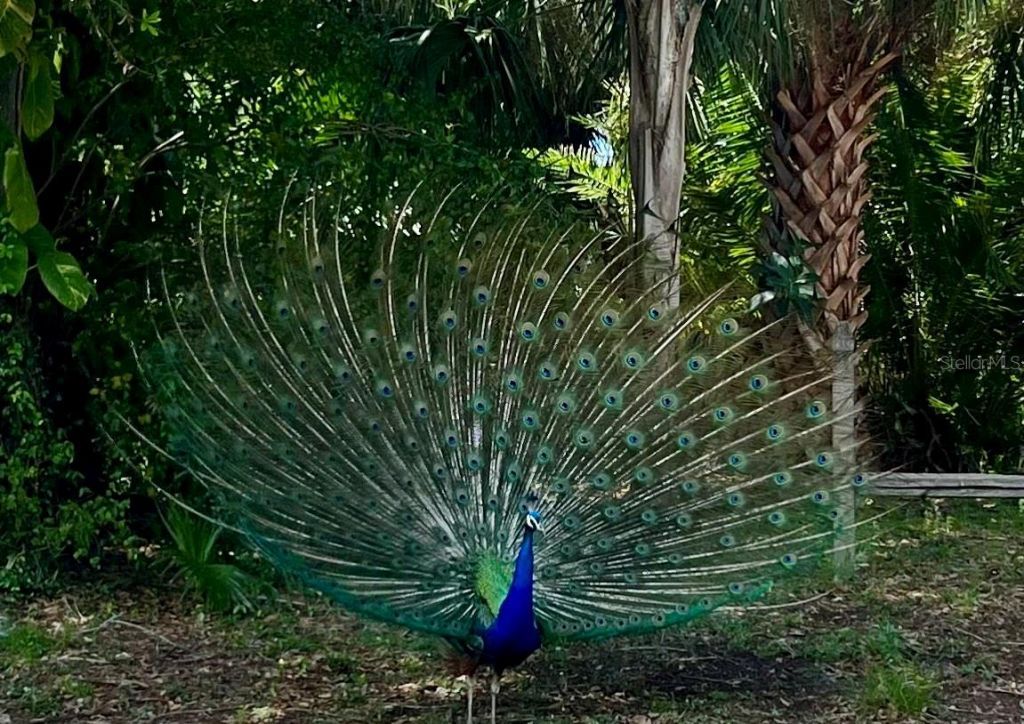 1437 Country Club Rd N Road N, Unit COUNTRY CL, Saint Petersburg, FL 33710 Photo