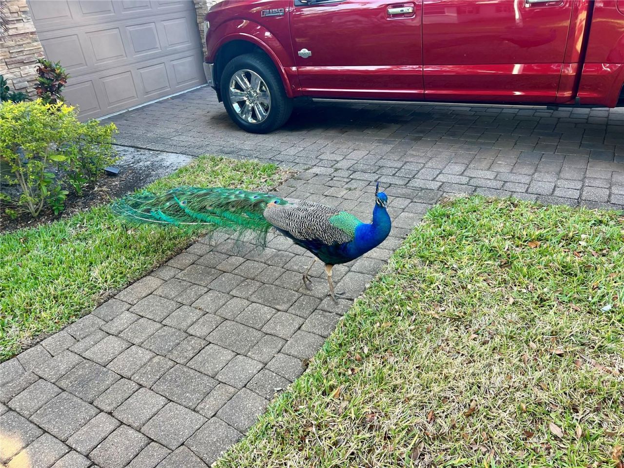 1437 Country Club Rd N Road N, Unit COUNTRY CL, Saint Petersburg, FL 33710 Photo