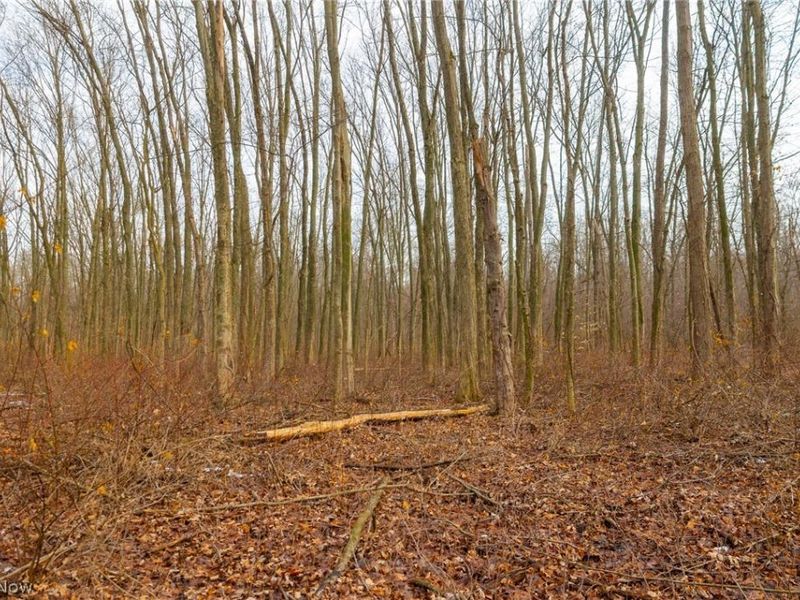 7389 Doylestown Road, Sterling, OH 44276 Photo 5