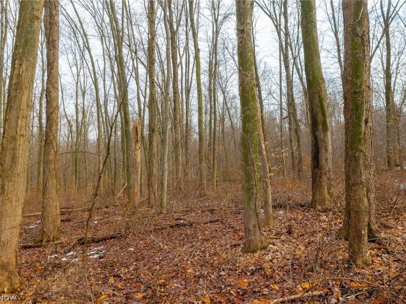 7389 Doylestown Road, Sterling, OH 44276 Photo 7