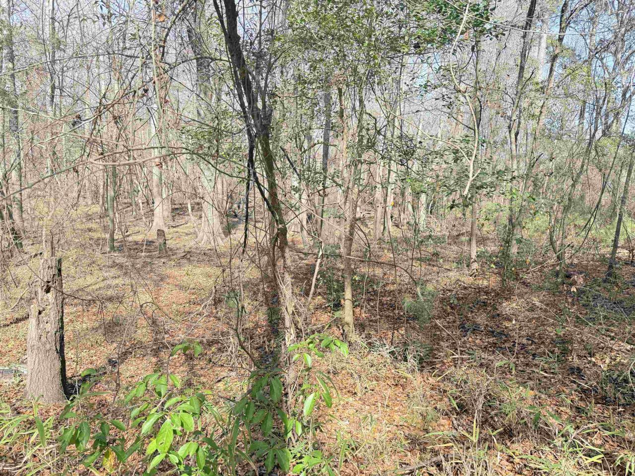 9.25 Acres Highway 9 Photo 15