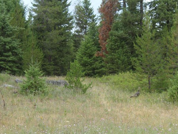 1xx Tennant Rd, Newport, WA 99156