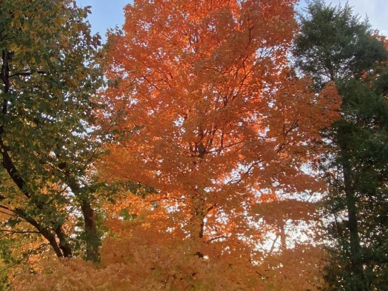 10282 Hempsteade Drive, Union, KY 41091 Photo 49