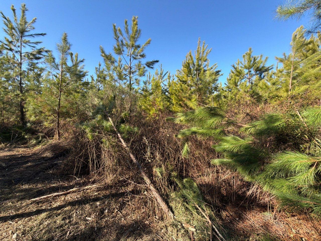 Bff II 6 Brunson Teal Rd Road Photo 10