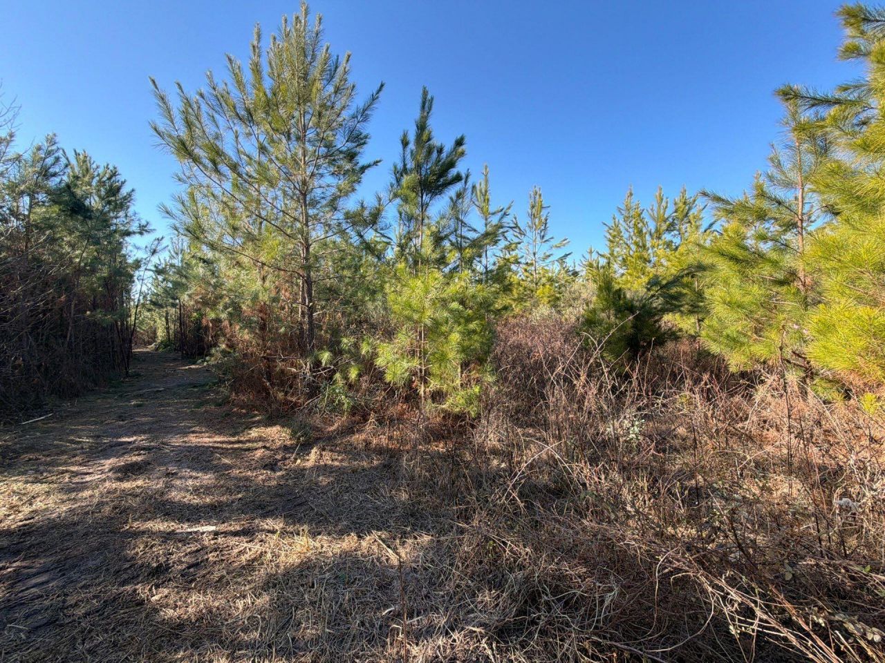 Bff II 6 Brunson Teal Rd Road Photo 11