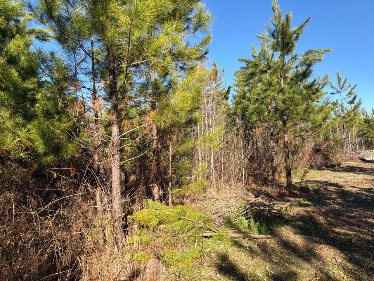 Bff II 6 Brunson Teal Rd Road Photo 13