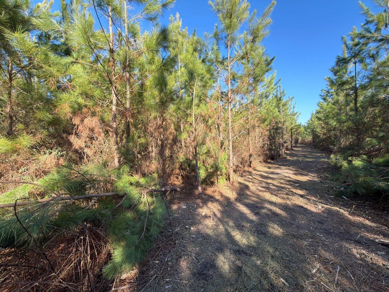 Bff II 6 Brunson Teal Rd Road Photo 8