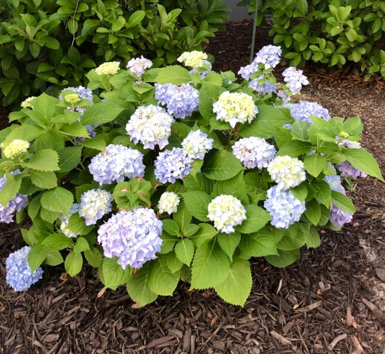 130 Berkshire Drive Photo 74