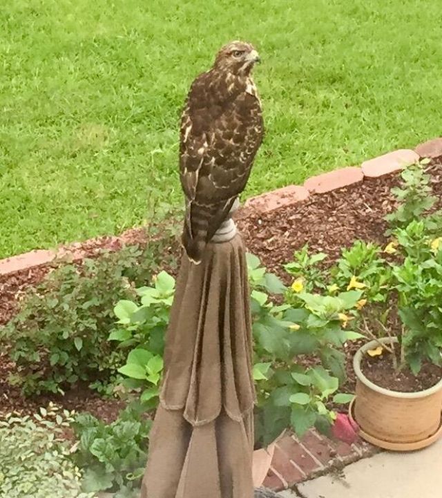 130 Berkshire Drive Photo 76