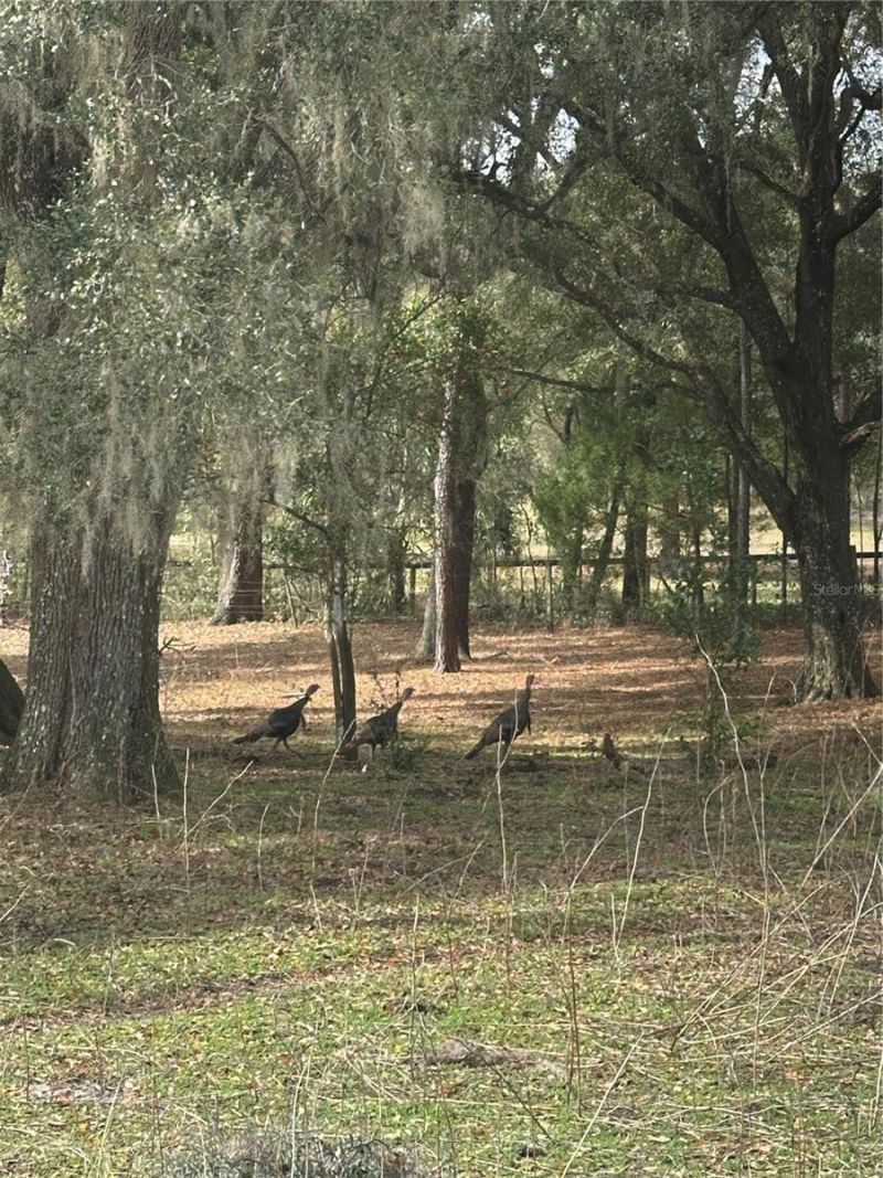 10550 NW 115th Avenue, Reddick, FL 32686 Photo