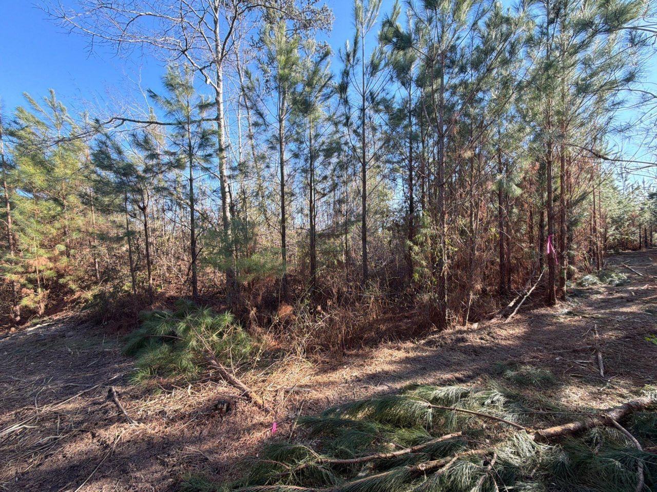 Bff II 7 Brunson Teal Rd Road Photo 13