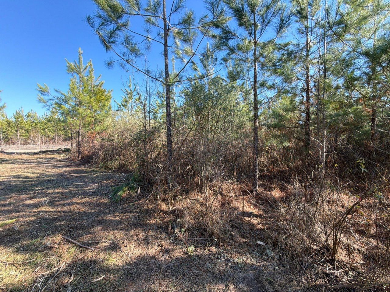 Bff II 7 Brunson Teal Rd Road Photo 18