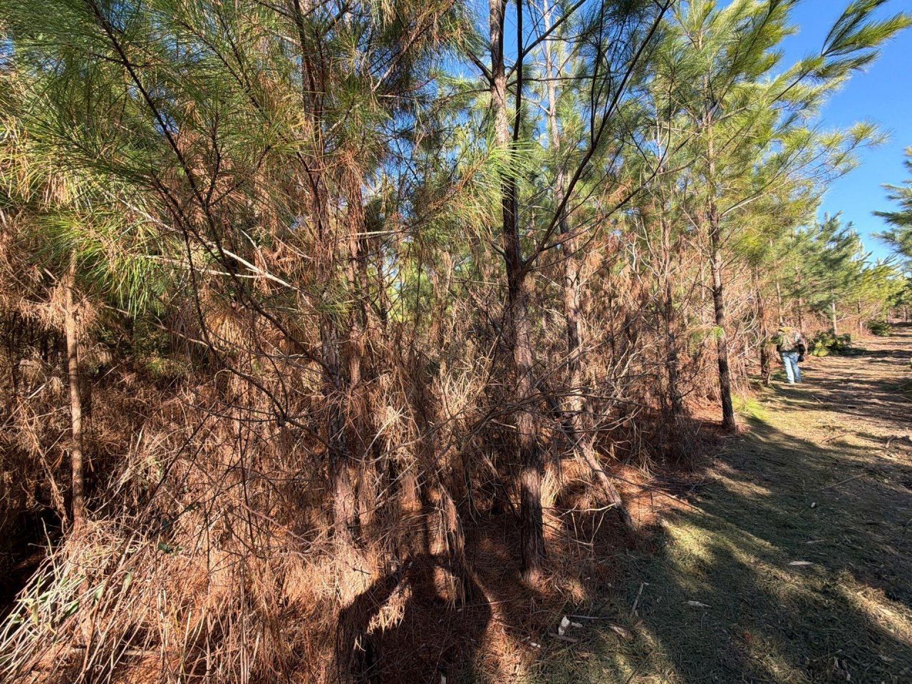 Bff II 7 Brunson Teal Rd Road Photo 19