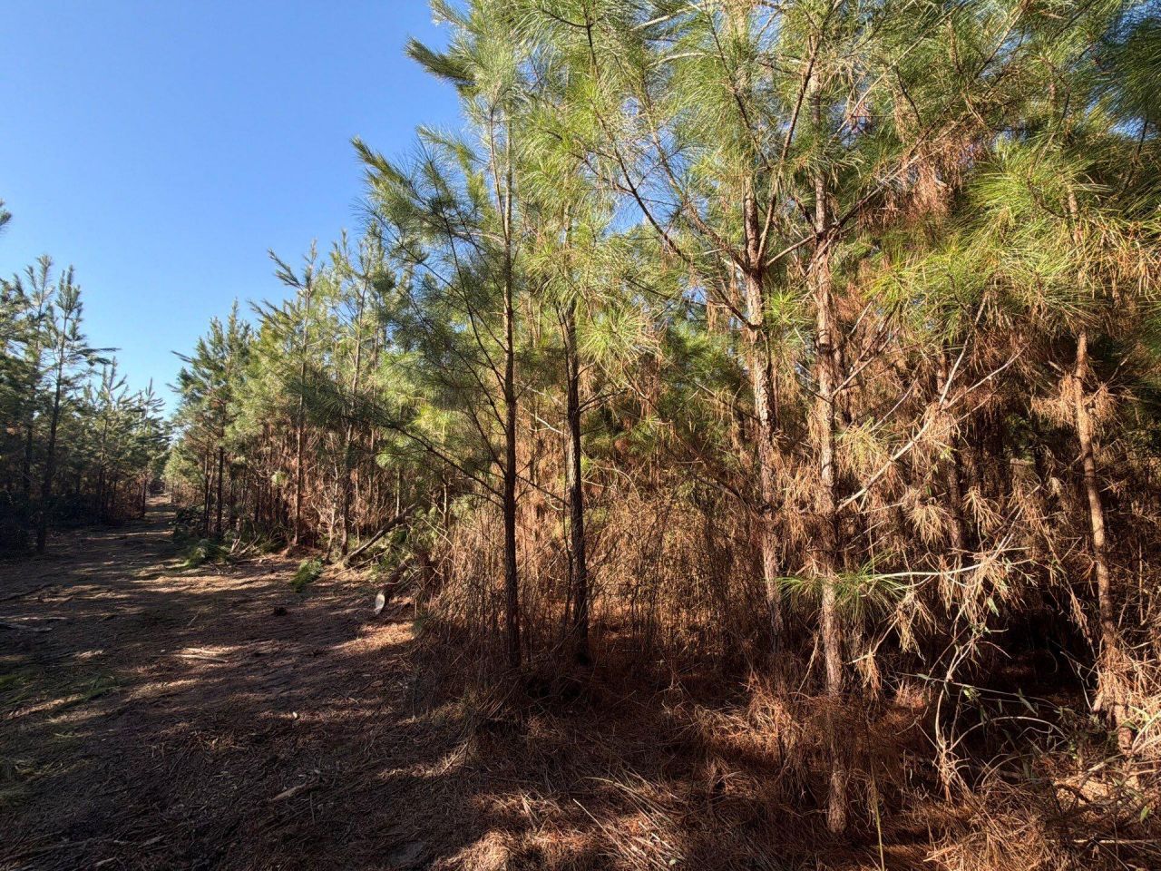 Bff II 7 Brunson Teal Rd Road Photo 20