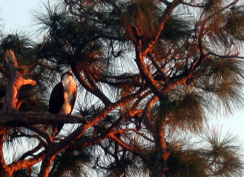 5248 SW Anhinga Avenue, Palm City, FL 34990 Photo