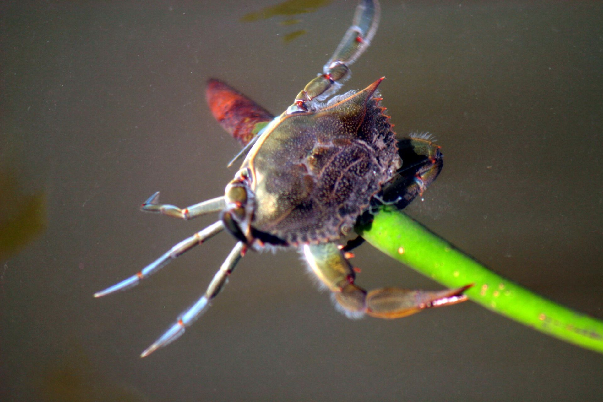 5248 SW Anhinga Avenue, Palm City, FL 34990 Photo