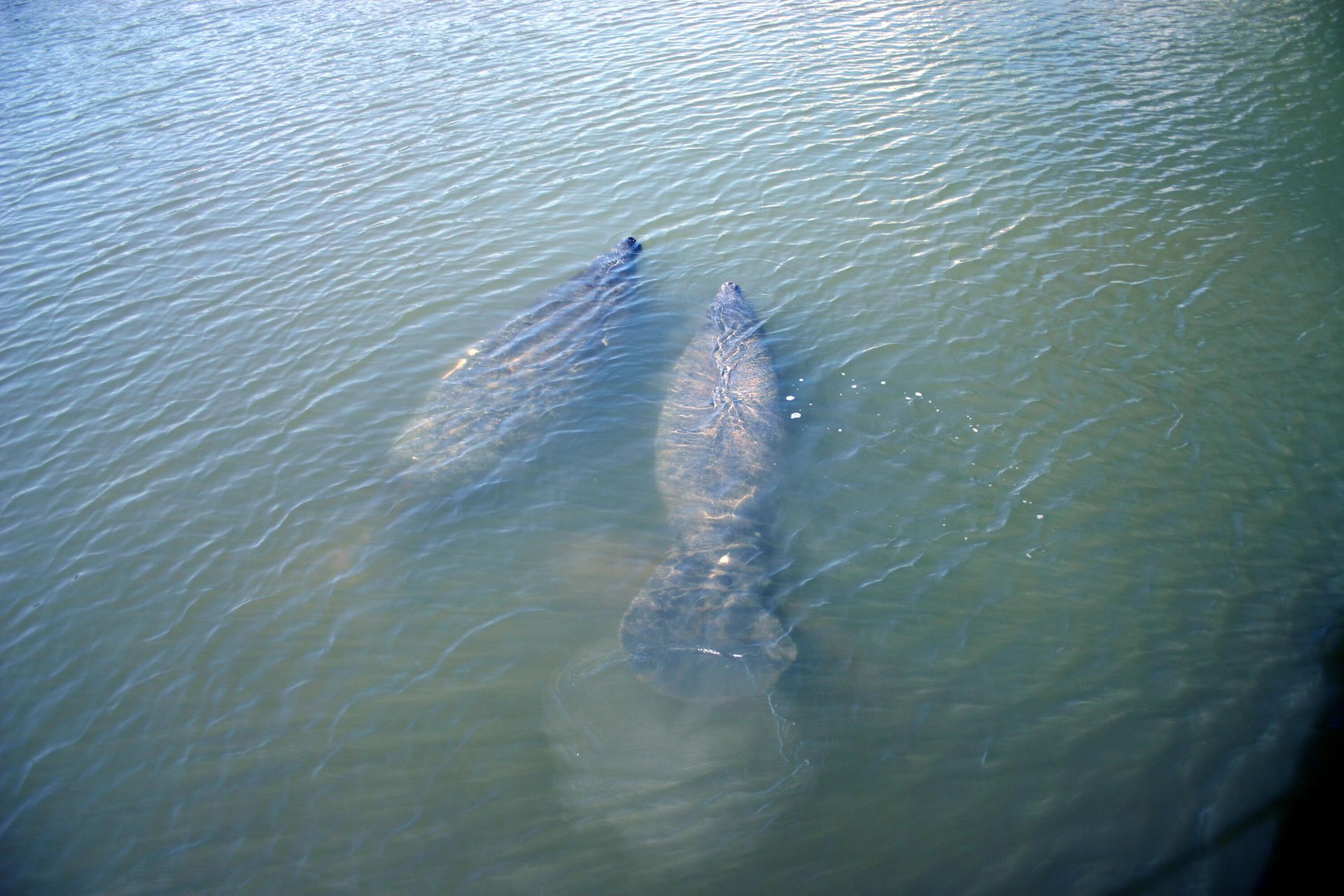 5248 SW Anhinga Avenue, Palm City, FL 34990 Photo