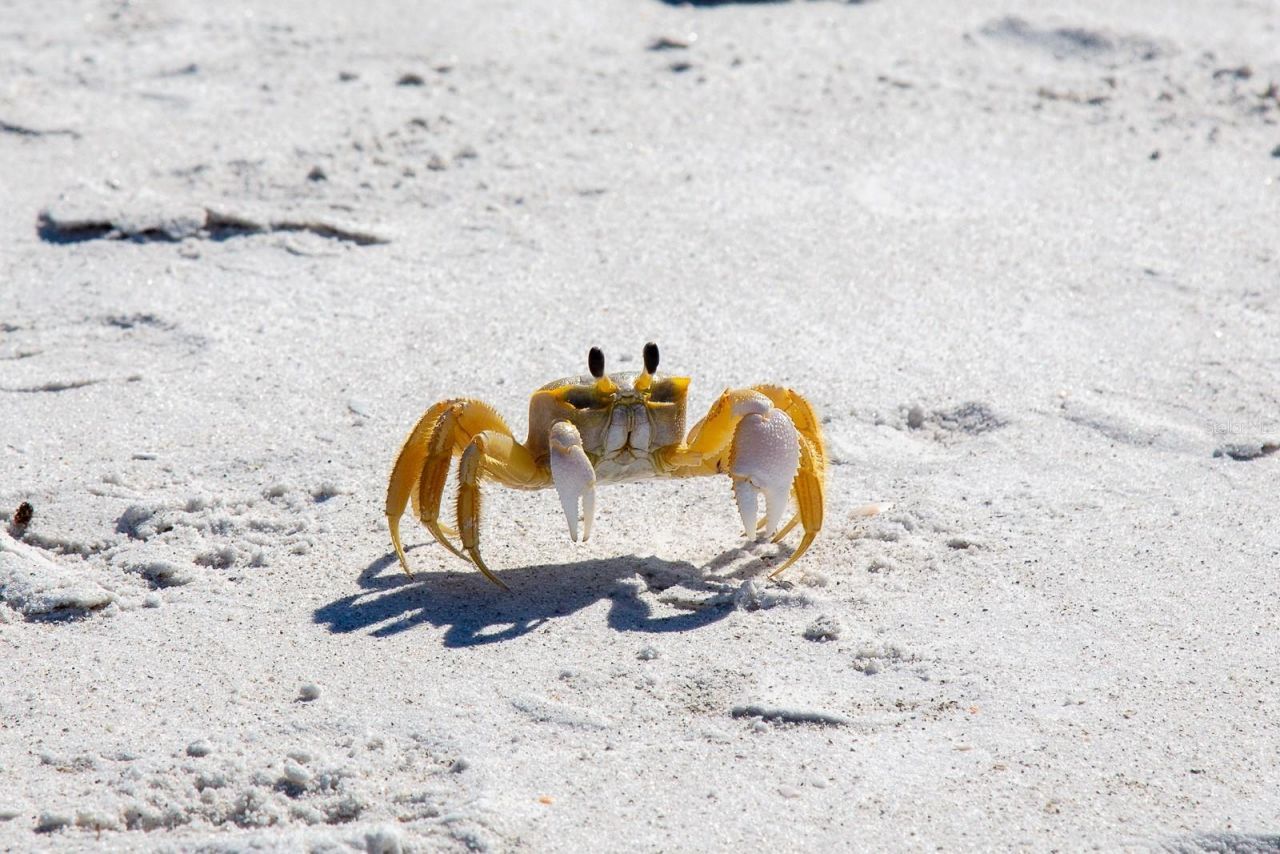 691 Gulf Bay Road , Longboat Key, FL 34228 Photo