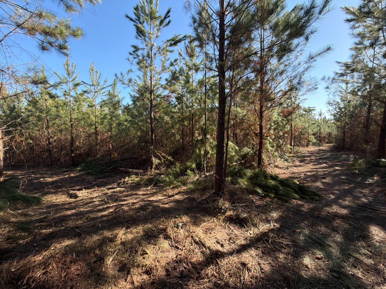 Bff II 8 Brunson Teal Rd Road Photo 10