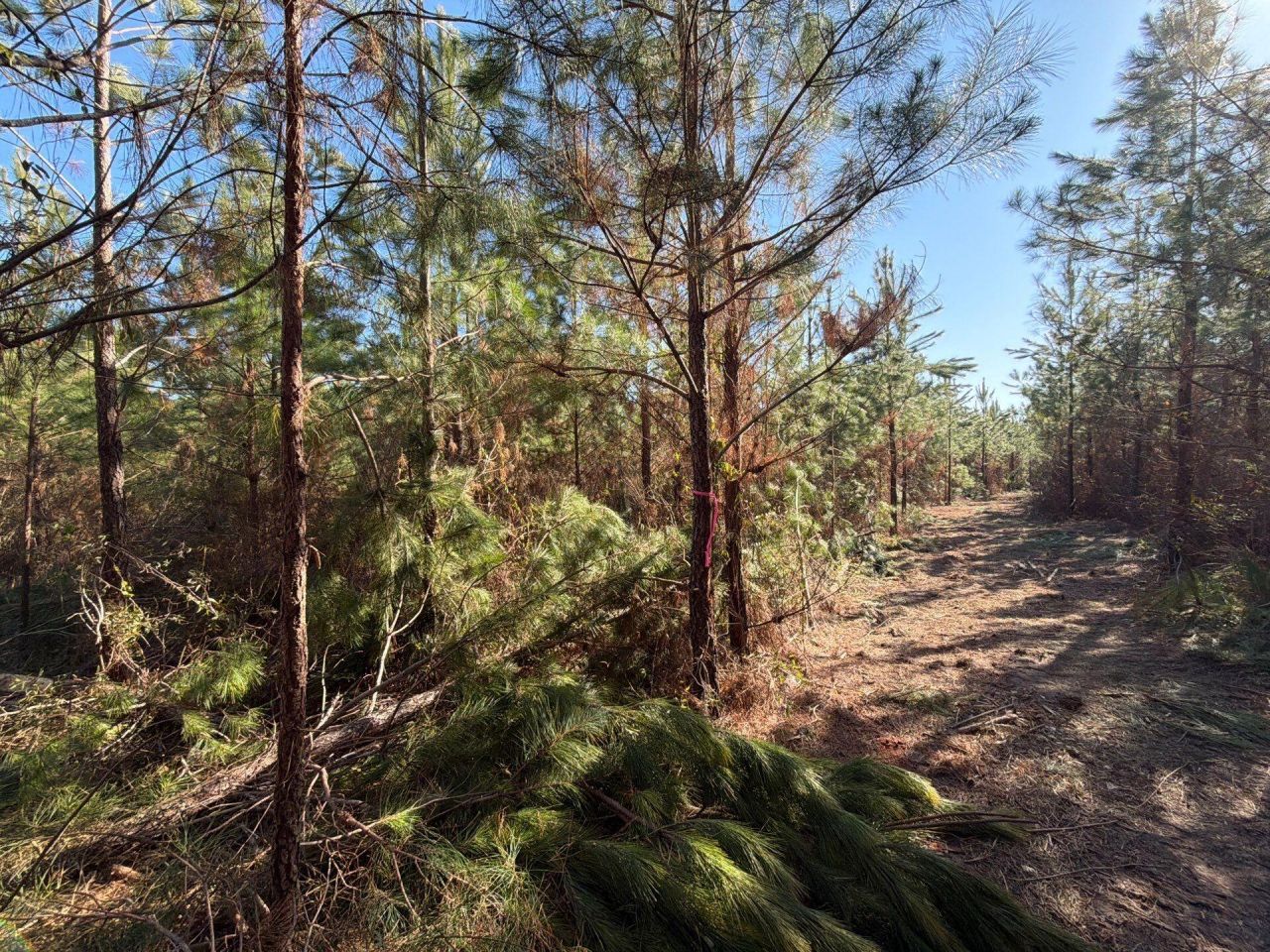 Bff II 8 Brunson Teal Rd Road Photo 11