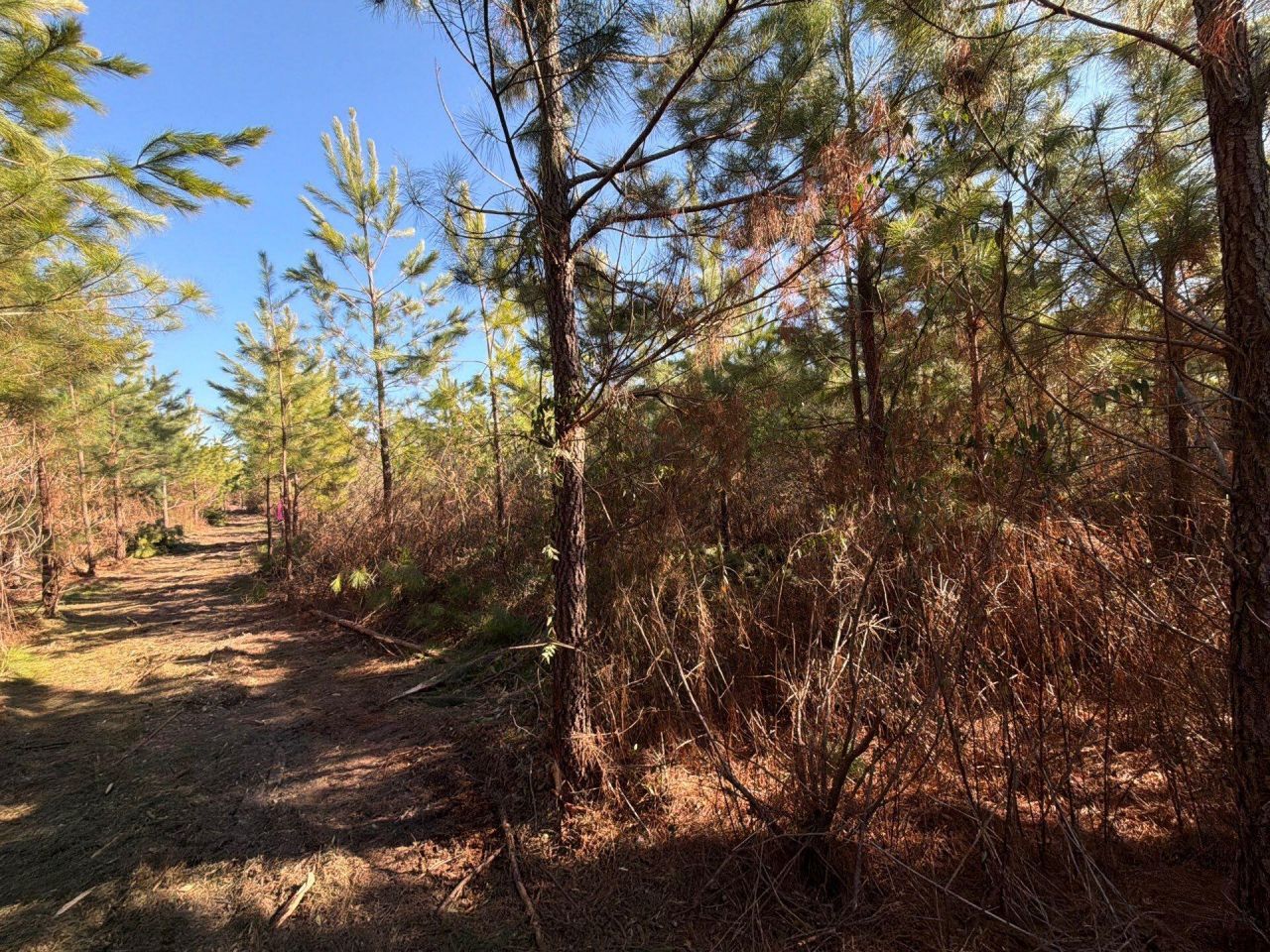 Bff II 8 Brunson Teal Rd Road Photo 5