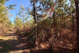 Bff II 8 Brunson Teal Rd Road photo 4