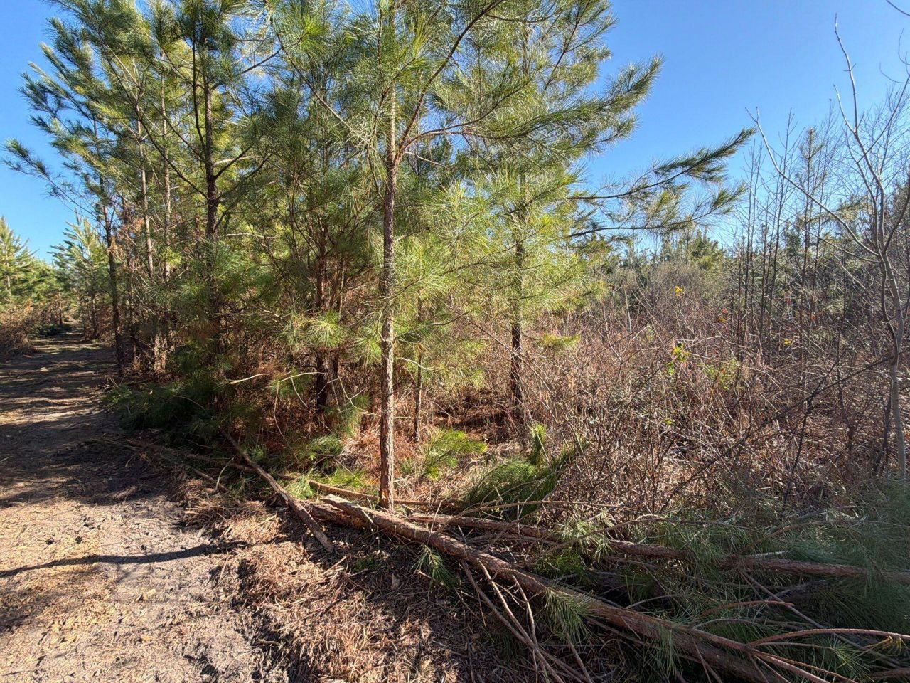 Bff II 8 Brunson Teal Rd Road Photo 6