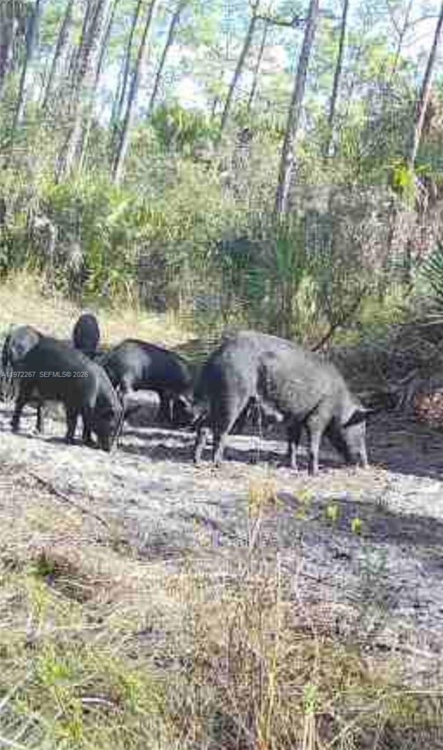 11500 SW Warfield, Indiantown, FL 34956 Photo