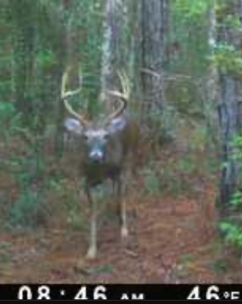 210 Tucker Springs Road , Sopchoppy, FL 32358 Photo