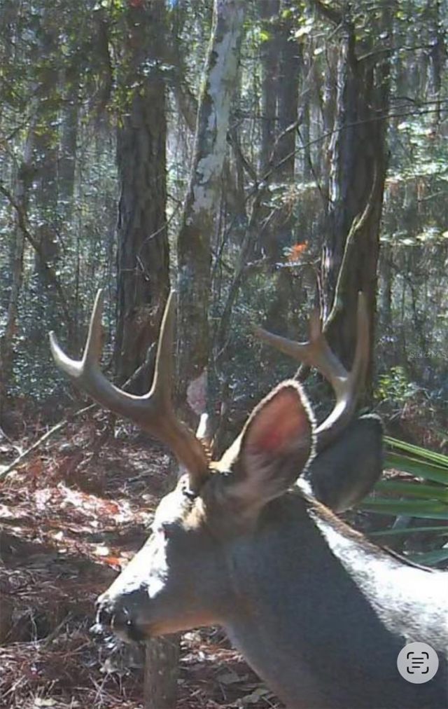 210 Tucker Springs Road , Sopchoppy, FL 32358 Photo