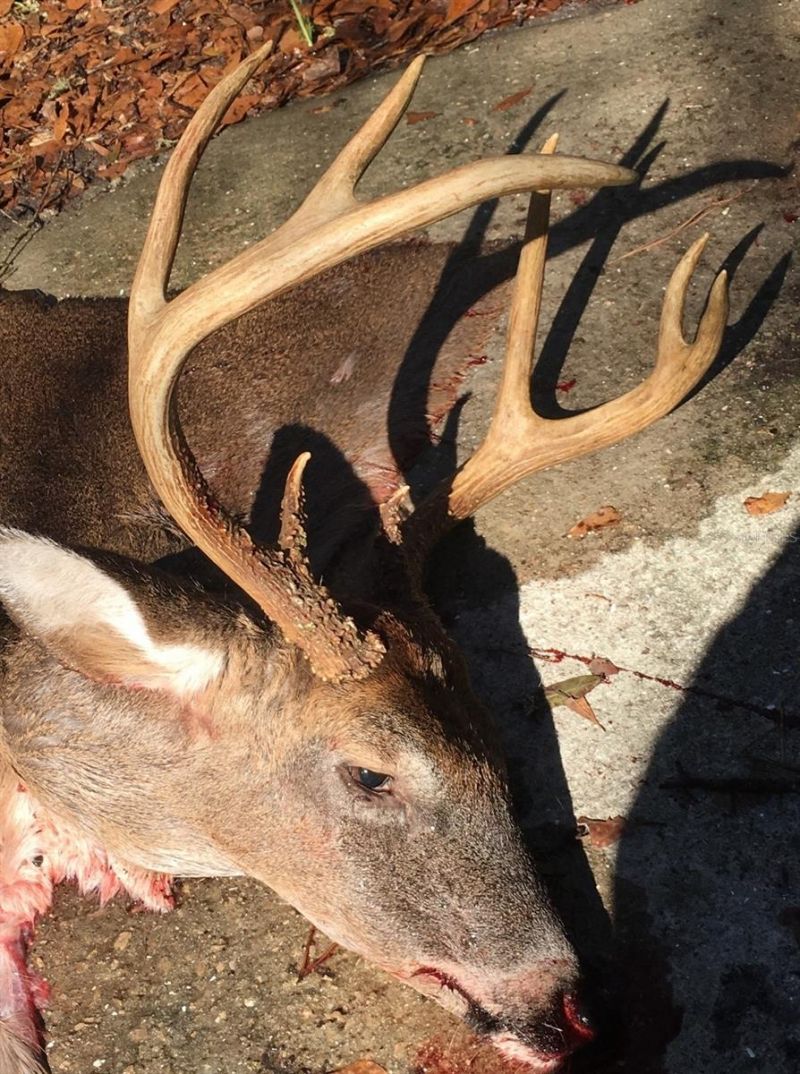 210 Tucker Springs Road , Sopchoppy, FL 32358 Photo