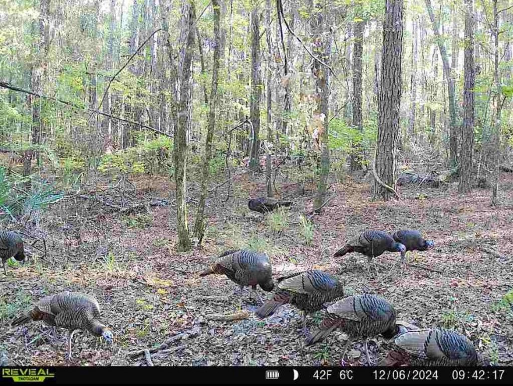 210 Tucker Springs Road , Sopchoppy, FL 32358 Photo