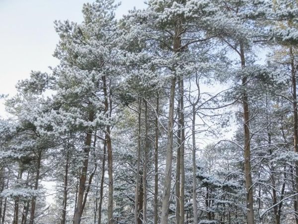 10 Spruce Hollow Trace, Fife Lake, MI 49633