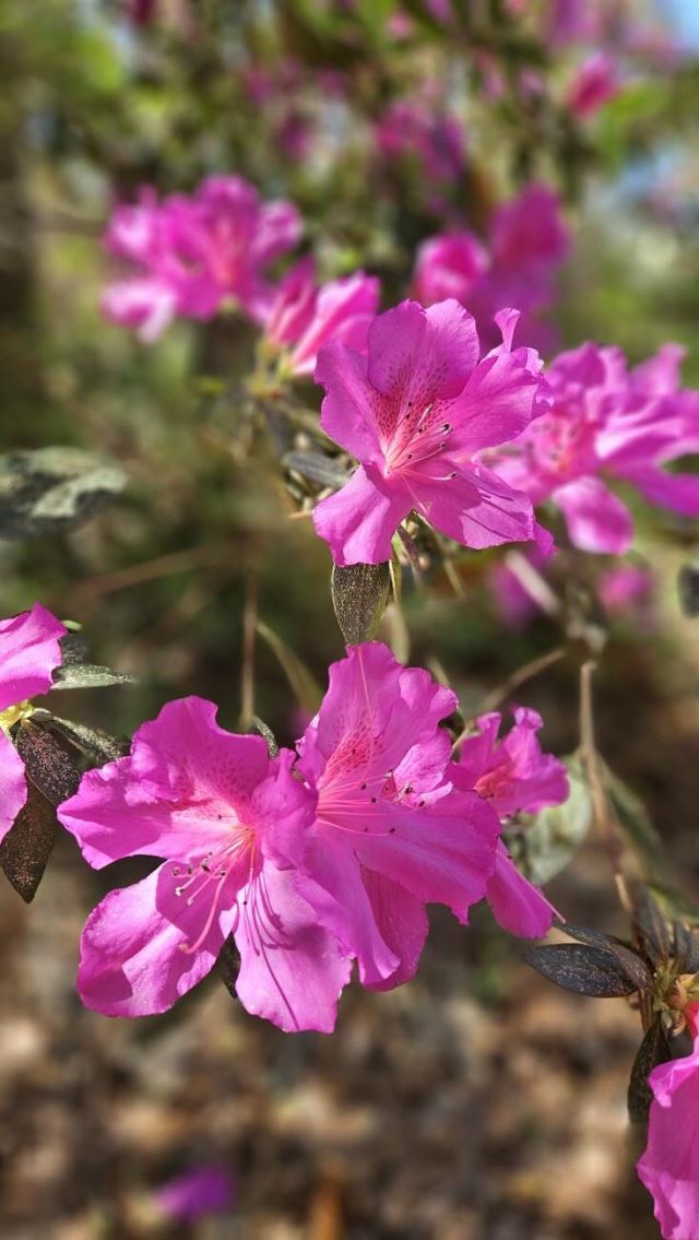 116 Underhill Road Photo 31