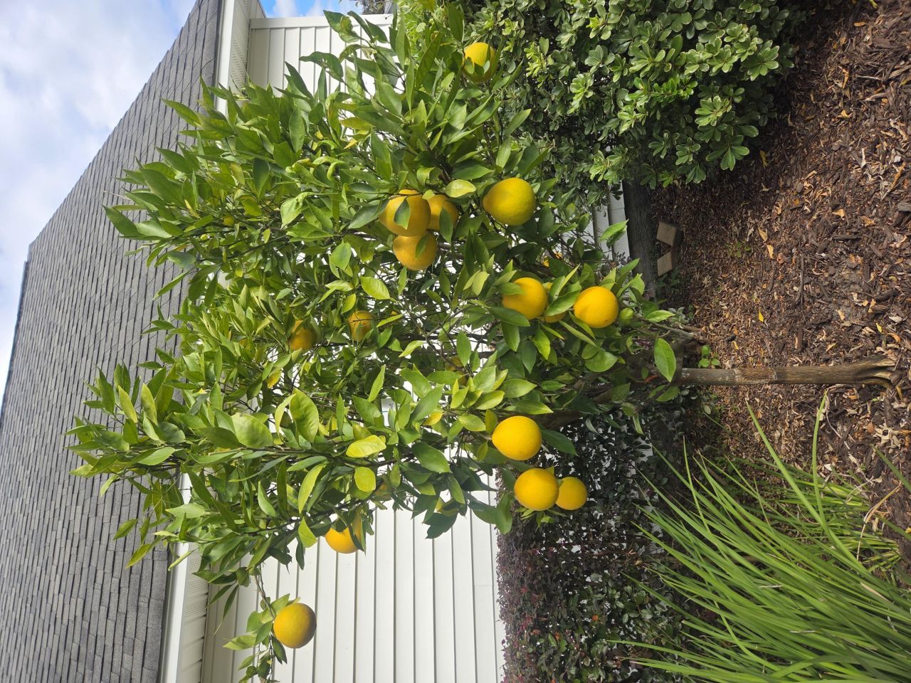 201 Ash Court Photo 54