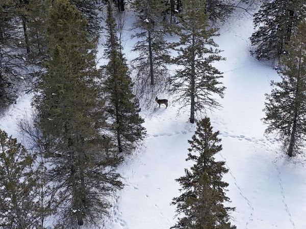 89.85 Acres S Pellman Lp, WI 54854