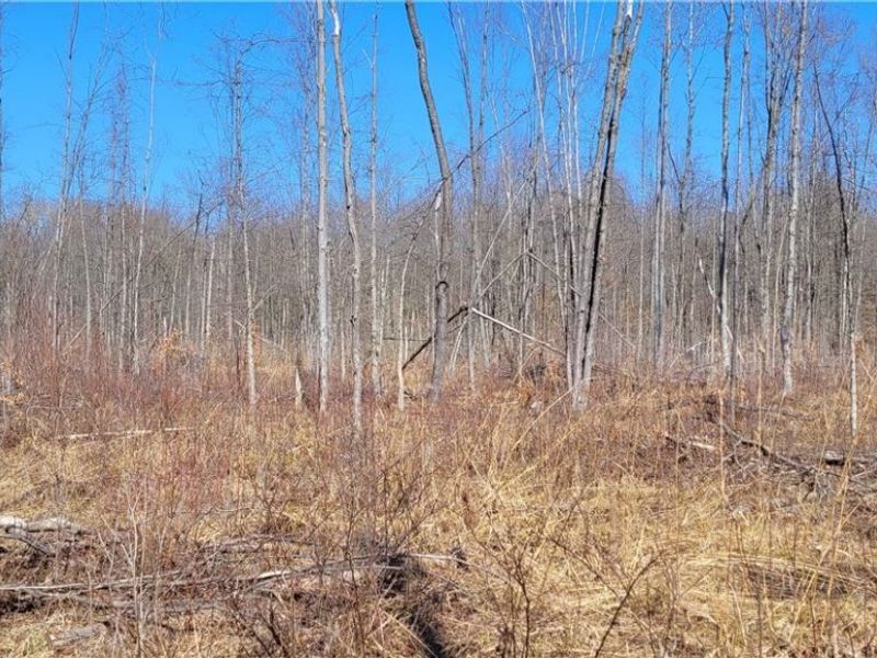 Clay Road, Jefferson, OH 44032 Photo 24