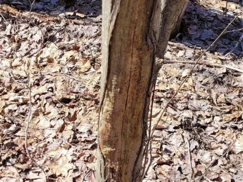 Clay Road, Jefferson, OH 44032 Photo 32