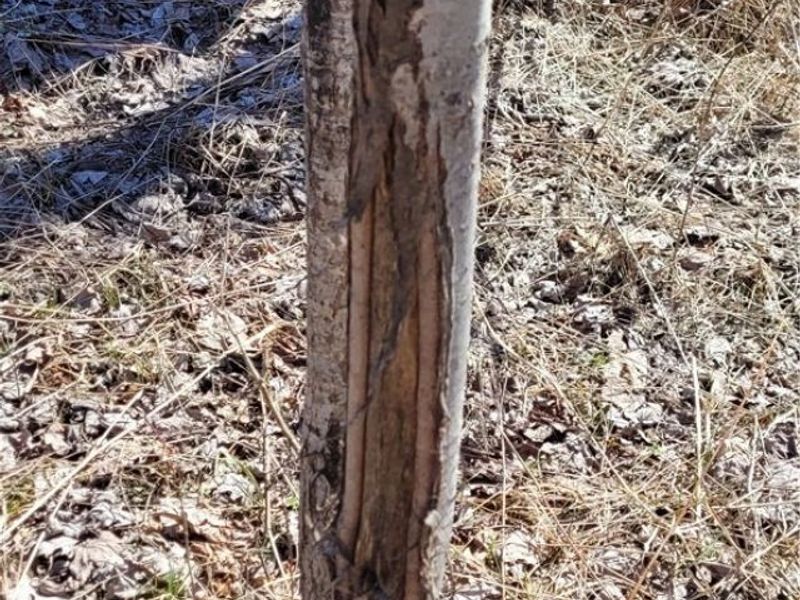 Clay Road, Jefferson, OH 44032 Photo 7