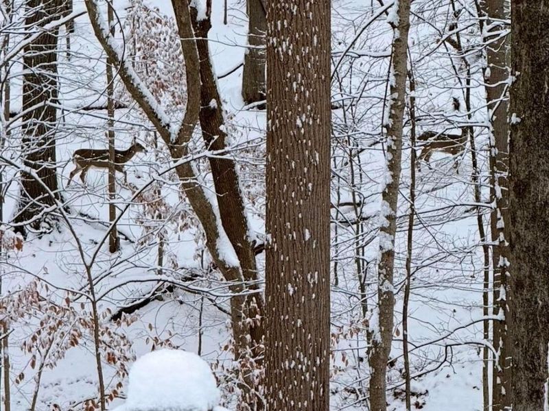 905 Center Court, Zanesville, OH 43701 Photo 26