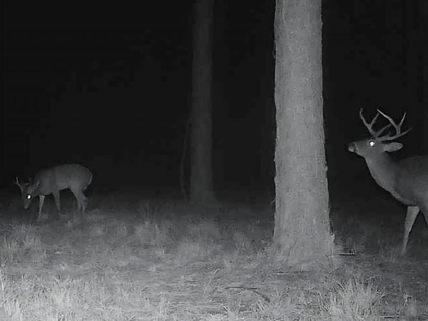 U.S. Highway 51, Bogue Chitto, MS 39629