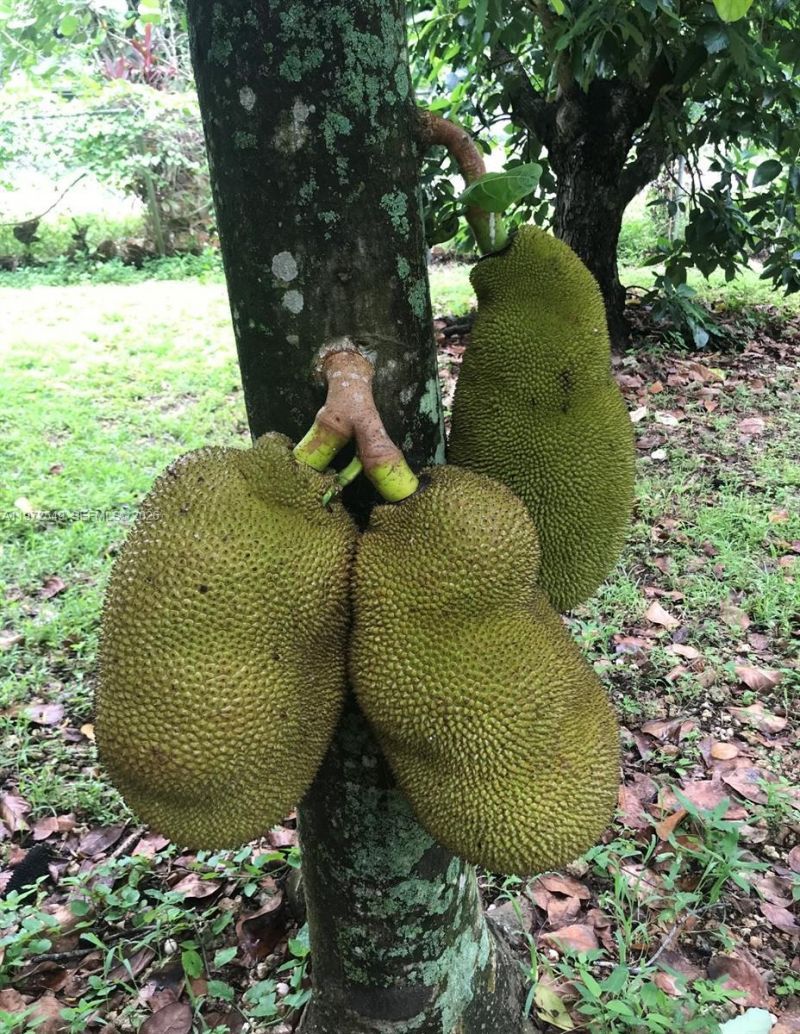 19401 SW 264th St, Homestead, FL 33031 Photo