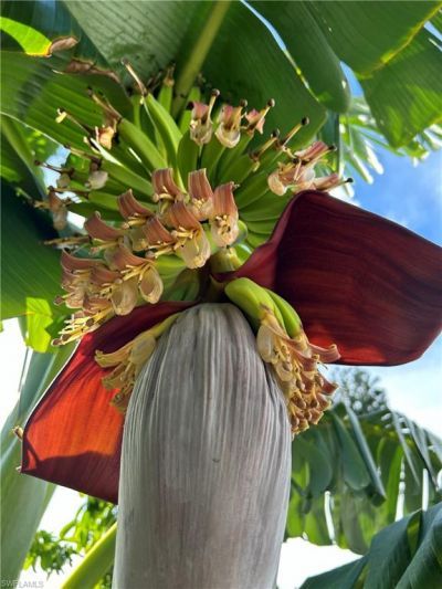 10660 Wood Ibis Ave, Bonita Springs, FL 34135 Photo