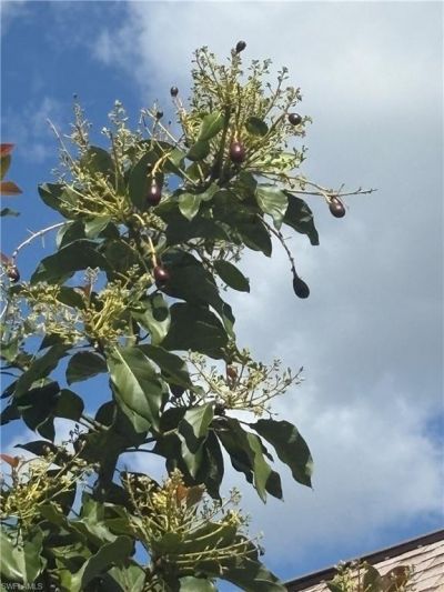 10660 Wood Ibis Ave, Bonita Springs, FL 34135 Photo